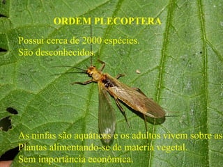 ORDEM PLECOPTERA
Possui cerca de 2000 espécies.
São desconhecidos.
As ninfas são aquáticas e os adultos vivem sobre as
Plantas alimentando-se de materia vegetal.
Sem importância econômica.
 