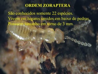 ORDEM ZORAPTERA
São conhecidos somente 22 espécies.
Vivem em lugares úmidos em baixo de pedras.
Possuem tamanho em torno de 3 mm.
 