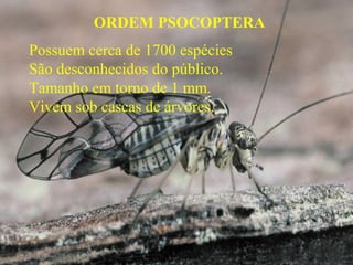 ORDEM PSOCOPTERA
Possuem cerca de 1700 espécies
São desconhecidos do público.
Tamanho em torno de 1 mm.
Vivem sob cascas de árvores.
 