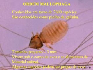 ORDEM MALLOPHAGA
Conhecidos em torno de 2600 espécies
São conhecidos como piolho de galinha.
Tamanho pequeno – 3 mm.
Vivem sob o corpo de aves e se alimentam de
Material animal.
Algumas espécies podem ser pragas de aves.
 
