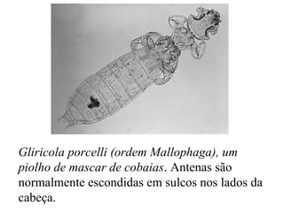 Gliricola porcelli (ordem Mallophaga), um
piolho de mascar de cobaias. Antenas são
normalmente escondidas em sulcos nos lados da
cabeça.
 