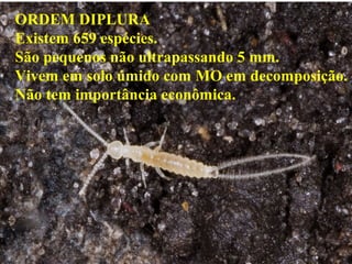 ORDEM DIPLURA
Existem 659 espécies.
São pequenos não ultrapassando 5 mm.
Vivem em solo úmido com MO em decomposição.
Não tem importância econômica.
 