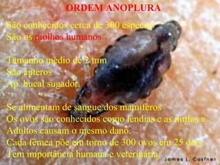 ORDEM ANOPLURA
São conhecidos cerca de 300 espécies
São os piolhos humanos
Tamanho médio de 2 mm
São ápteros
Ap. bucal sugador.
Se alimentam de sangue dos mamíferos
Os ovos são conhecidos como lêndias e as ninfas e
Adultos causam o mesmo dano.
Cada fêmea põe em torno de 300 ovos em 25 dias.
Tem importância humana e veterinária.
 
