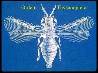 Ordem ThysanopteraOrdem Thysanoptera
 
