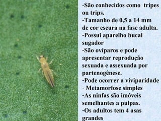 -São conhecidos como tripes
ou trips.
-Tamanho de 0,5 a 14 mm
de cor escura na fase adulta.
-Possui aparelho bucal
sugador
-São ovíparos e pode
apresentar reprodução
sexuada e assexuada por
partenogênese.
-Pode ocorrer a viviparidade
- Metamorfose simples
-As ninfas são imóveis
semelhantes a pulpas.
-Os adultos tem 4 asas
grandes
 