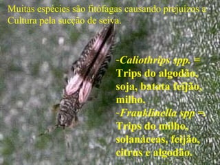 -Caliothrips spp. =
Trips do algodão,
soja, batata feijão,
milho.
-Franklinella spp =.
Trips do milho,
solanáceas, feijão,
citrus e algodão.
Muitas espécies são fitófagas causando prejuízos a
Cultura pela sucção de seiva.
 