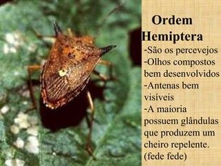 Ordem
Hemiptera
-São os percevejos
-Olhos compostos
bem desenvolvidos
-Antenas bem
visíveis
-A maioria
possuem glândulas
que produzem um
cheiro repelente.
(fede fede)
 