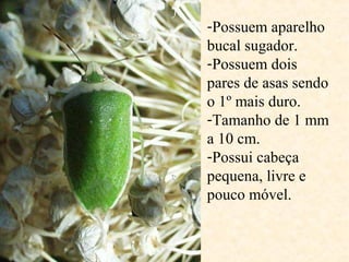 -Possuem aparelho
bucal sugador.
-Possuem dois
pares de asas sendo
o 1º mais duro.
-Tamanho de 1 mm
a 10 cm.
-Possui cabeça
pequena, livre e
pouco móvel.
 