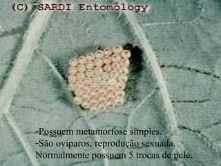 -Possuem metamorfose simples.
-São ovíparos, reprodução sexuada.
Normalmente possuem 5 trocas de pele.
 