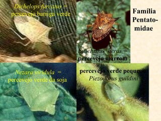 Família
Pentato-
midae
Dichelops furcatus =
percevejo barriga verde
Nezara viridula =
percevejo verde da soja
Euschistus heros =
percevejo marrom
percevejo verde pequeno
Piezodorus guildini
 