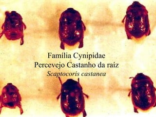 Família Cynipidae
Percevejo Castanho da raíz
Scaptocoris castanea
 