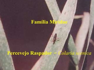 Família Miridae
Percevejo Raspador = Colaria scenica
 
