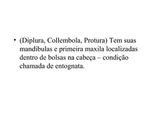 • (Diplura, Collembola, Protura) Tem suas
mandíbulas e primeira maxila localizadas
dentro de bolsas na cabeça – condição
chamada de entognata.
 