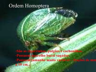 Odem Homóptera
-São as cigarrinhas, pulgões e cochonilhas.
-Possuem aparelho bucal sugador.
-Possuem tamanho muito variável – frações de mm
a 10 cm.
Ordem Homoptera
 
