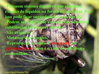 -Possuem sistema digestivo que elimina o
excesso de líquidos na forma de gotículas. Por
isso pode ficar sugando seiva sem parar.
-Podem ser vetores de vírus ou introduzirem
substâncias tóxicas nas plantas.
-São ovíparos
-Metamorfose simples.
-Reprodução sexuada e assexuada por
partenogênese como é o caso dos pulgões e
cochonilhas.
 