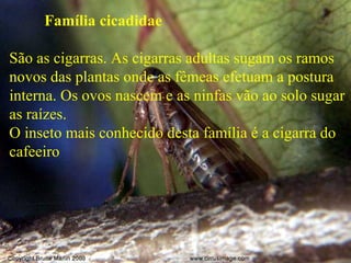 Família cicadidae
São as cigarras. As cigarras adultas sugam os ramos
novos das plantas onde as fêmeas efetuam a postura
interna. Os ovos nascem e as ninfas vão ao solo sugar
as raízes.
O inseto mais conhecido desta família é a cigarra do
cafeeiro
 