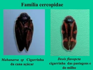 Família cercopidae
Deois flavopcta
cigarrinha das pastagens e
do milho
Mahanarva sp Cigarrinha
da cana açúcar
 