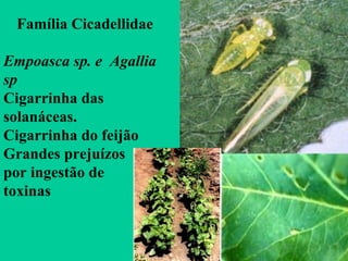 Família Cicadellidae
Empoasca sp. e Agallia
sp
Cigarrinha das
solanáceas.
Cigarrinha do feijão
Grandes prejuízos
por ingestão de
toxinas
 
