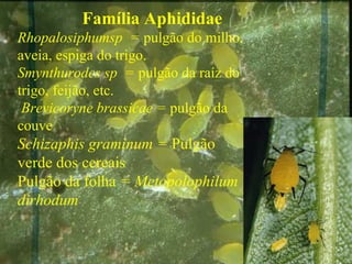 Família Aphididae
Rhopalosiphumsp = pulgão do milho,
aveia, espiga do trigo.
Smynthurodes sp = pulgão da raíz do
trigo, feijão, etc.
Brevicoryne brassicae = pulgão da
couve
Schizaphis graminum = Pulgão
verde dos cereais
Pulgão da folha = Metopolophilum
dirhodum
 