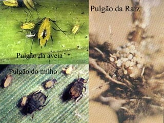 Pulgão da Raíz
Pulgão do milho
Pulgão da aveia
 