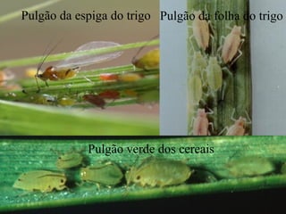 Pulgão da espiga do trigo Pulgão da folha do trigo
Pulgão verde dos cereais
 