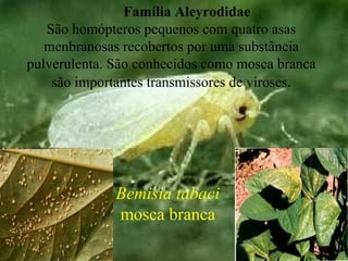 Família Aleyrodidae
São homópteros pequenos com quatro asas
menbranosas recobertos por uma substância
pulverulenta. São conhecidos como mosca branca
são importantes transmissores de viroses.
Bemisia tabaci
mosca branca
 
