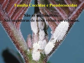 Família Coccidae e Pseudococcidae
São as cochonilhas.
São sugadoras de seiva vivem em colônias.
 