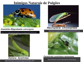 Inimigos Naturais de Pulgões
Joaninha Hippodamia convergens
http://www.ladybugindoorgardens.com/image/tnail/ladybug.jpg
Fonte: http://mamba.bio.uci.edu/~pjbryant/biodiv/hemipt/36.jpg
Fonte: http://mint.ippc.orst.edu/images/syrphidla2.JPG
Fonte: http://www.insektenmodelle.de/modelle/bilder/flor01.jpg
http://www.ladybugindoorgardens.com/image/tnail/ladybug.jpg
Neuroptera: Chrysopidae
Diptera: Syrphidae
Parasitóide Lysiphlebus testaceipes
 