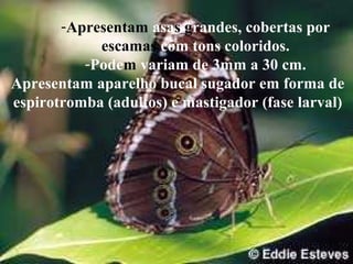 -Apresentam asas grandes, cobertas por
escamas com tons coloridos.
-Podem variam de 3mm a 30 cm.
Apresentam aparelho bucal sugador em forma de
espirotromba (adultos) e mastigador (fase larval)
 