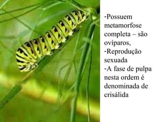 -Possuem
metamorfose
completa – são
ovíparos,
-Reprodução
sexuada
-A fase de pulpa
nesta ordem é
denominada de
crisálida
 