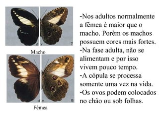 Macho
Fêmea
-Nos adultos normalmente
a fêmea é maior que o
macho. Porém os machos
possuem cores mais fortes.
-Na fase adulta, não se
alimentam e por isso
vivem pouco tempo.
-A cópula se processa
somente uma vez na vida.
-Os ovos podem colocados
no chão ou sob folhas.
 