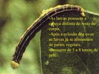 -As larvas possuem a
cabeça distinta do resto do
corpo.
-Após a eclosão dos ovos
as larvas já se alimentam
de partes vegetais.
-Possuem de 5 a 8 torcas de
pele.
 