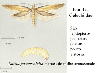 Família
Gelechiidae
São
lepdópteros
pequenos
de asas
pouco
vistosas
Sitrotoga cerealella = traça do milho armazenado
 