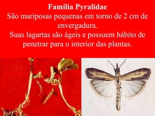Família Pyralidae
São mariposas pequenas em torno de 2 cm de
envergadura.
Suas lagartas são ágeis e possuem hábito de
penetrar para o interior das plantas.
 