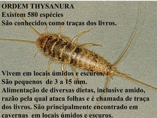 ORDEM THYSANURA
Existem 580 espécies
São conhecidos como traças dos livros.
Vivem em locais úmidos e escuros.
São pequenos de 3 a 15 mm.
Alimentação de diversas dietas, inclusive amido,
razão pela qual ataca folhas e é chamada de traça
dos livros. São principalmente encontrado em
cavernas em locais úmidos e escuros.
 