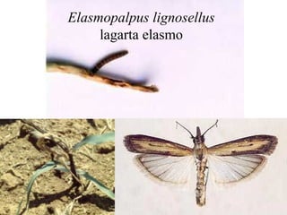 Elasmopalpus lignosellus
lagarta elasmo
 