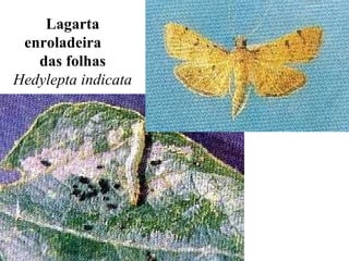 Lagarta
enroladeira
das folhas
Hedylepta indicata
 