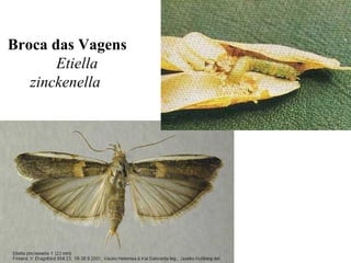 Broca das Vagens
Etiella
zinckenella
 