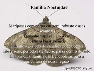 Agrotis sp.
Lagarta rosca
Mariposas com corpo em geral robusto e asas
escamosas.
Tamanho variável. (+- 4 cm)
Possuem lagartas ágeis.
Durante o período de crisálida pode ocorrer
hibernação, período este que se passa dentro do solo.
É a principal família das Lepdópteras para a
agricultura de nossa região.
Família Noctuidae
 