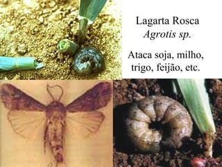 Lagarta Rosca
Agrotis sp.
Ataca soja, milho,
trigo, feijão, etc.
 