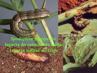 Spodoptera frugiperda
lagarta do catucho do milho
lagarta militar do trigo
 