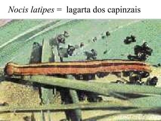 Nocis latipes = lagarta dos capinzais
 