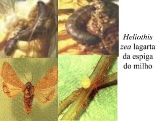Heliothis
zea lagarta
da espiga
do milho
 