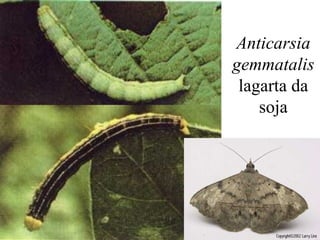 Anticarsia
gemmatalis
lagarta da
soja
 