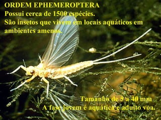ORDEM EPHEMEROPTERA
Possui cerca de 1500 espécies.
São insetos que vivem em locais aquáticos em
ambientes amenos.
Tamanho de 5 a 40 mm
A fase jovem é aquática e adulto voa.
 