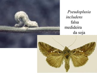 Pseudoplusia
includens
falsa
medideira
da soja
 