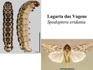 Lagarta das Vagens
Spodoptera eridania
 