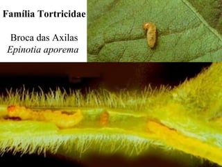 Família Tortricidae
Broca das Axilas
Epinotia aporema
 