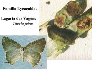 Família Lycaenidae
Lagarta das Vagens
Thecla jebus
 
