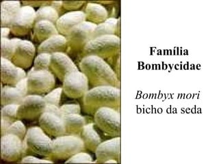 Família
Bombycidae
Bombyx mori
bicho da seda
 